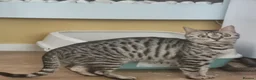 Bengal cats for sale: Rare Bengal kittens  - Advert 6