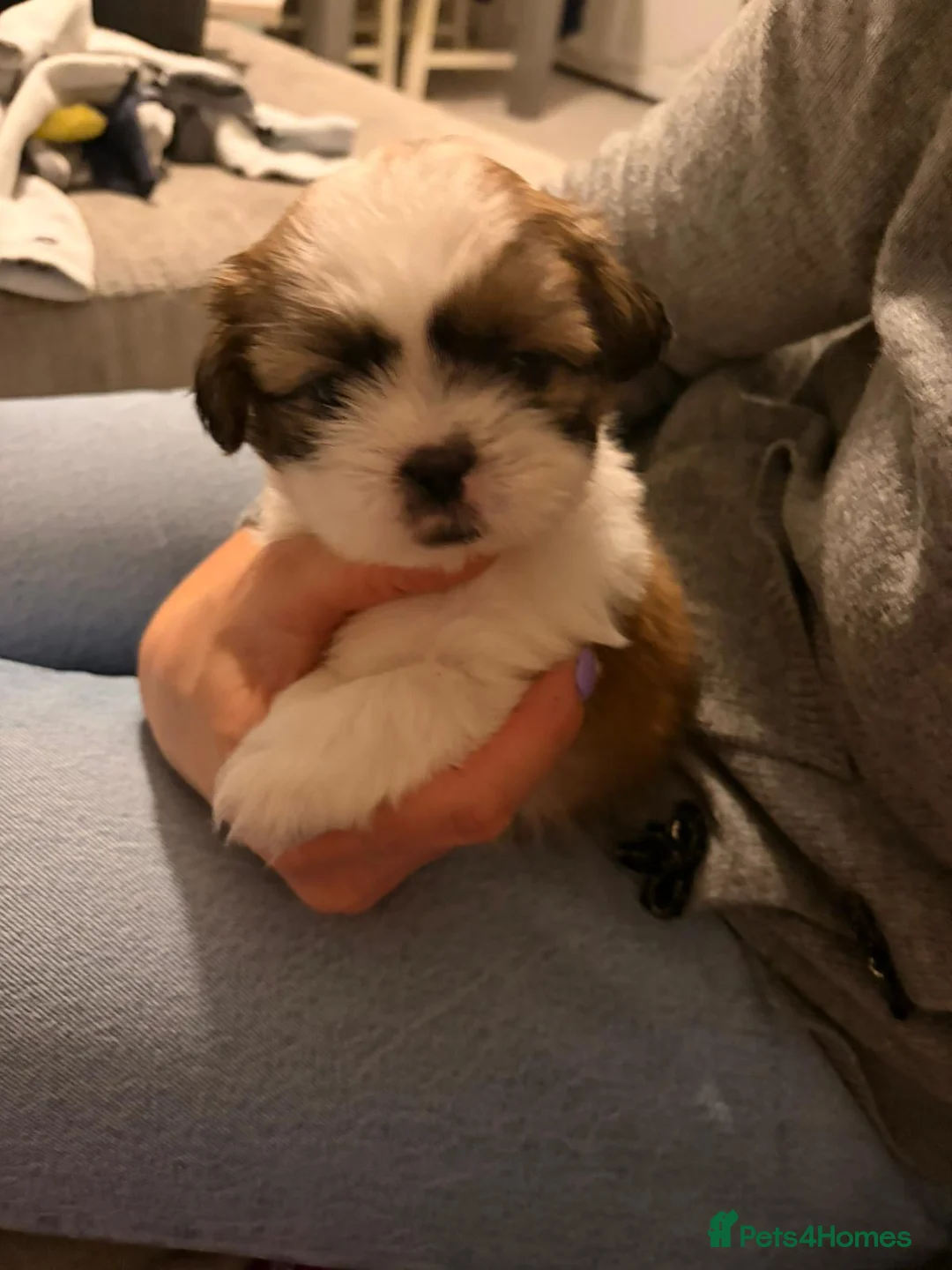 Shih Tzu dogs for sale:  Shih Tzu puppy  - Advert 11