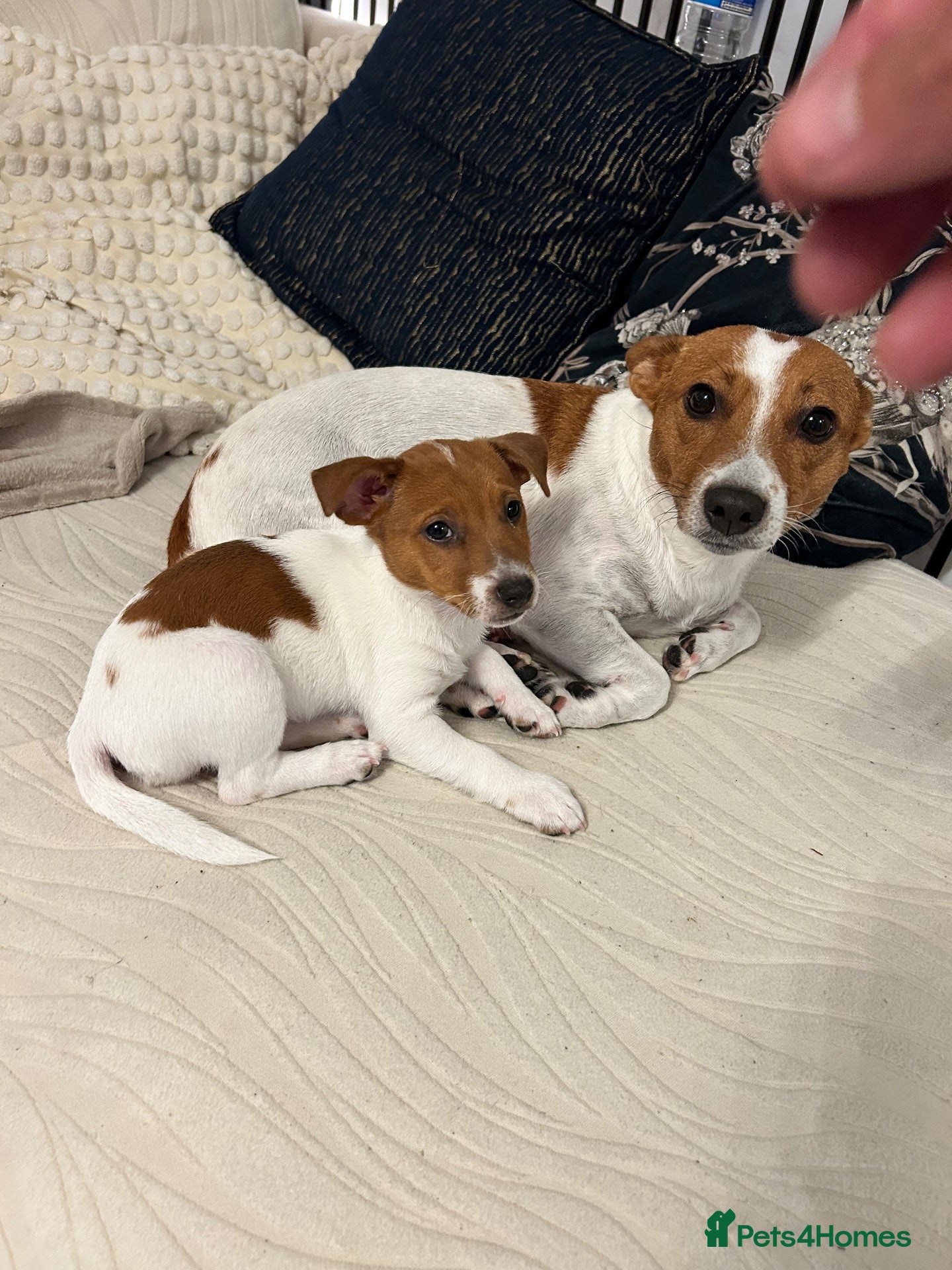 Jack Russell dogs ** Last beautiful girl now ready! ** Merle’s  - Advert 13