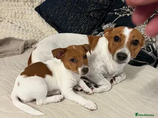 Jack Russell dogs ** Last beautiful girl now ready! ** Merle’s - Advert 13