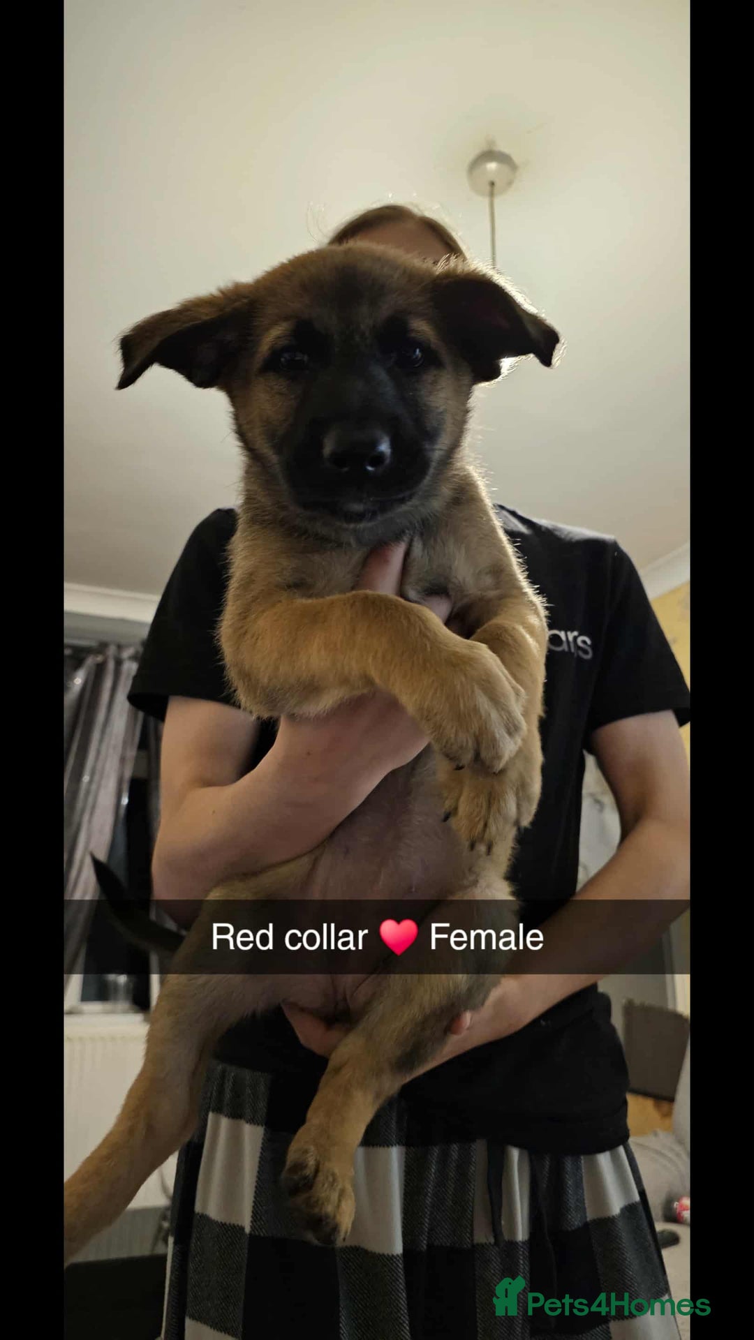 Mixed Breed dogs for sale: German Shepherd cross collie/lurcher puppies  - Image 3