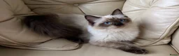 Ragdoll cats for sale: 1 Year Old Ragdoll Females- TICA registered - Advert 12