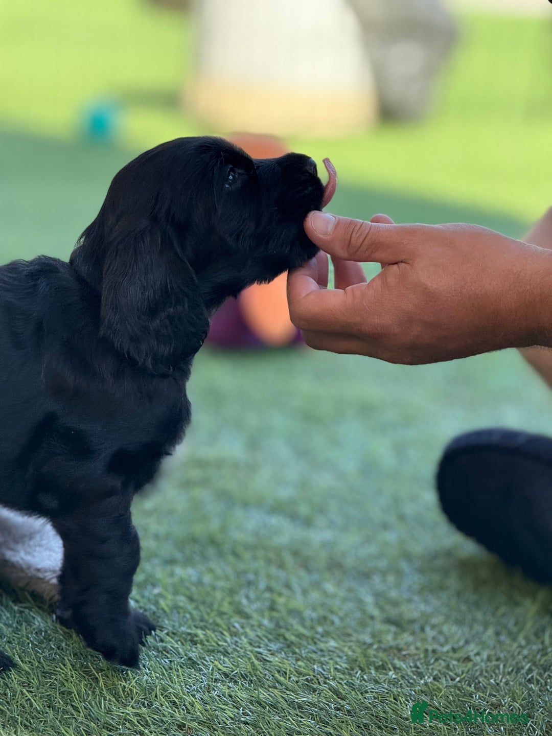 Cocker Spaniel dogs for sale: LAST BOY - Show Cocker Spaniel  in Newport - Image 4