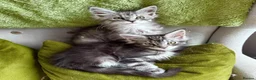 Maine Coon cats for sale: Maine coon kittens - Advert 2