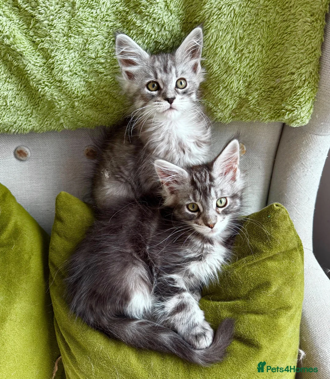 Maine Coon cats for sale: Maine coon kittens - Advert 2