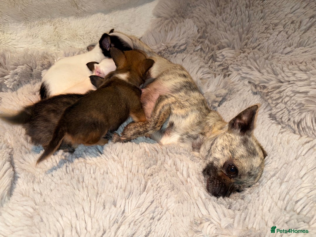 Chihuahua dogs for sale: Tiny Chihuahua girls  - Image 10