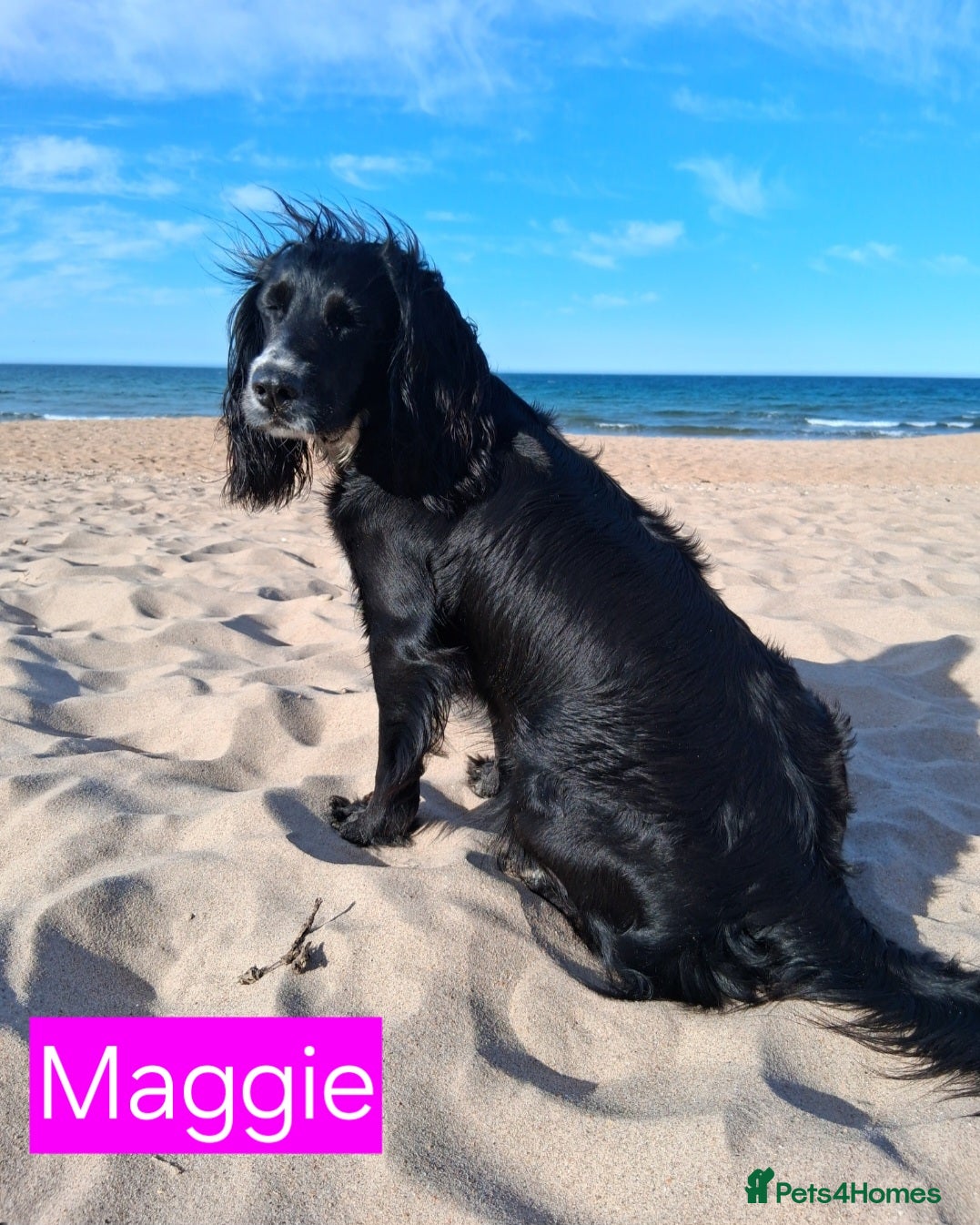 Cockapoo dogs Cockerpoo's  - Advert 1