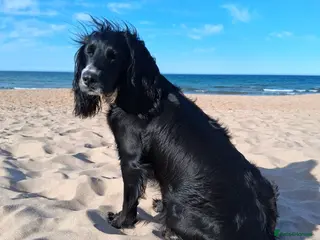 Cockapoo dogs Cockerpoo's - Advert 1