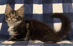 Maine Coon cats for sale: Beautiful Maine Coon Kitten - Champion Lines - Image 33