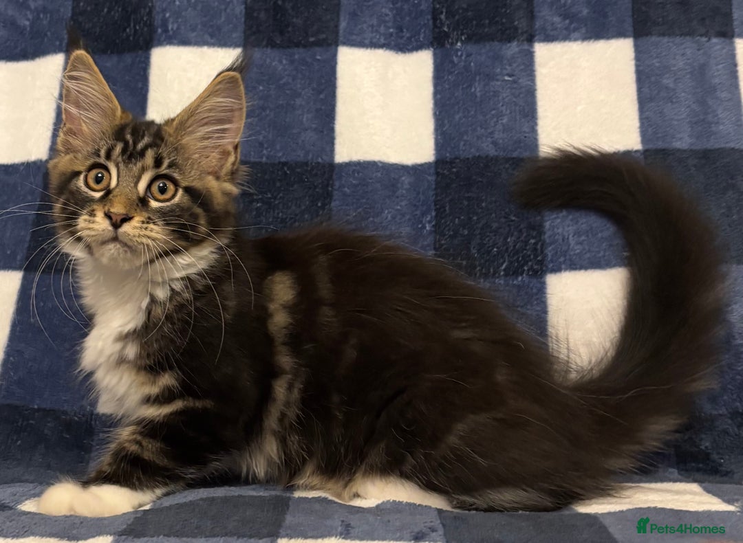 Maine Coon cats for sale: Beautiful Maine Coon Kitten - Champion Lines - Image 33