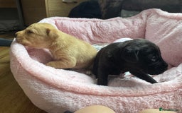 Mixed Breed dogs for sale: Gorgeous medium pups - Image 10