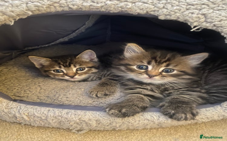 Bengal cats - Advert 2