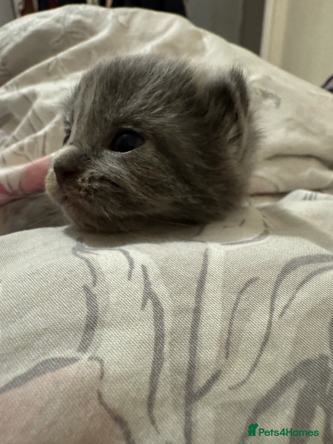 British Shorthair cats for sale: Beautiful kitten, mother Ragdoll - Advert 4