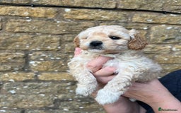 Cavachon dogs for sale: Cavapoochon puppies  - Image 5
