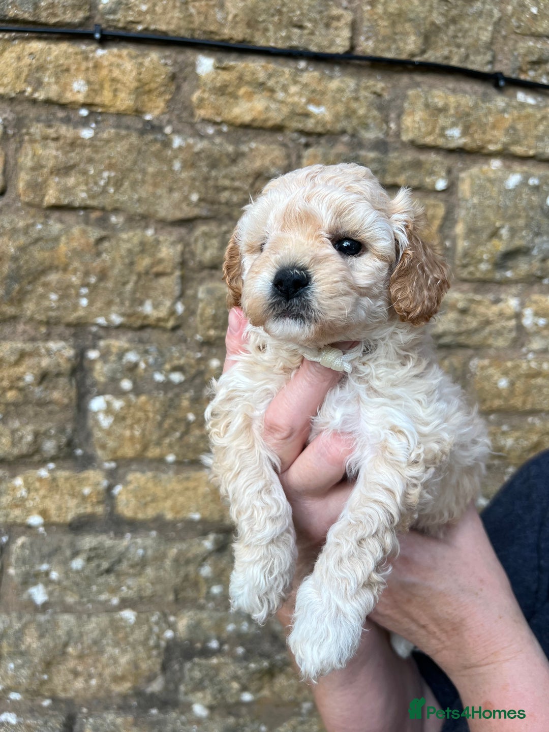 Cavachon dogs for sale: Cavapoochon puppies  - Image 5