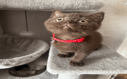 British Shorthair cats for sale: British shorthair kitten - Image 9