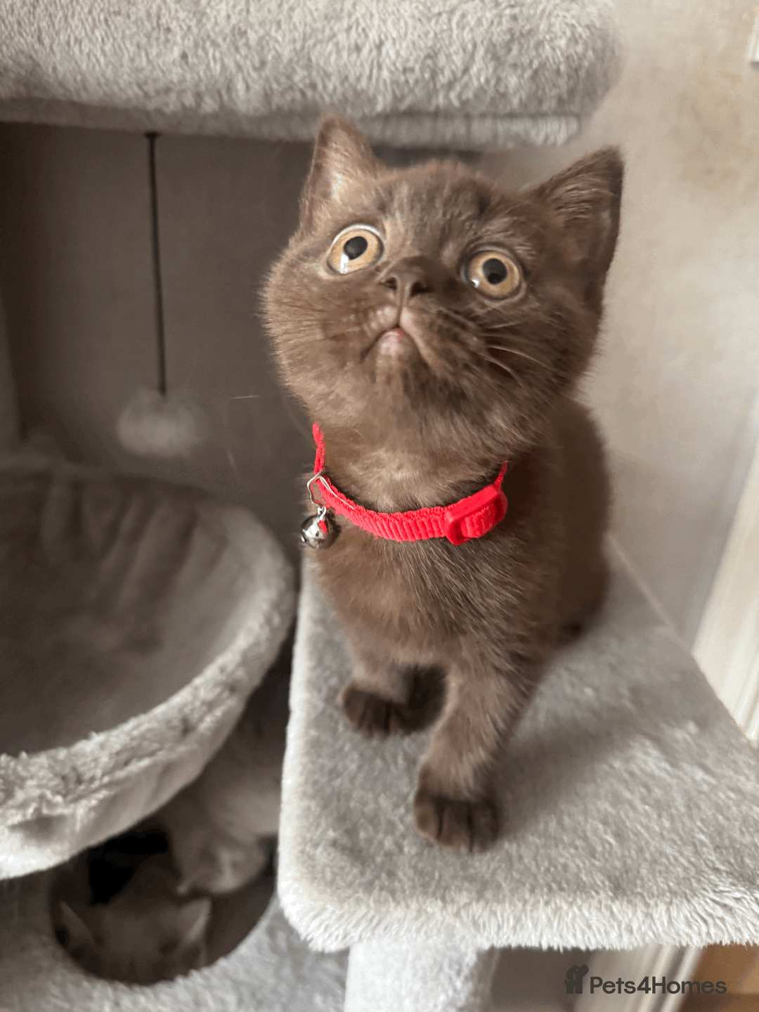 British Shorthair cats for sale: British shorthair kitten - Image 9