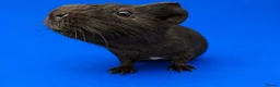 Guinea Pig rodents for sale: Bonded guinea pig girls  - Advert 4