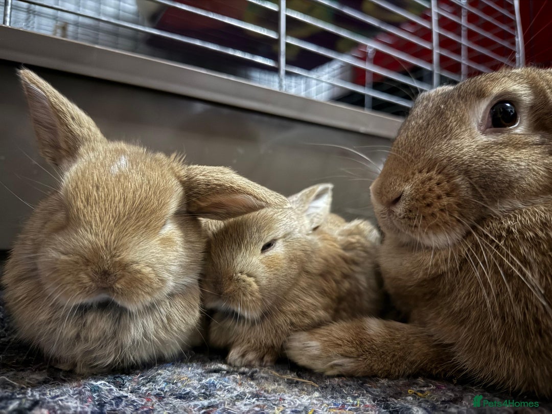 French Lop rabbits for sale: French Lop Bunnies - Advert 3
