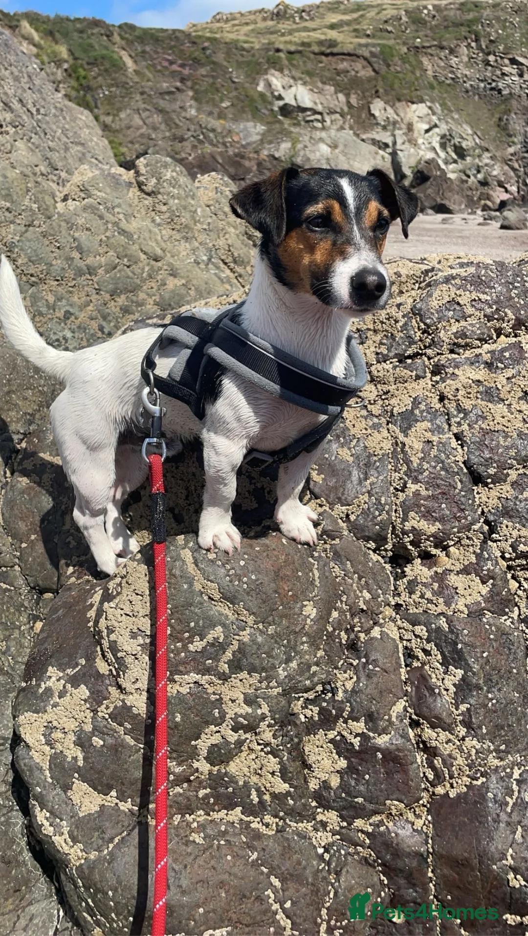 Jack Russell dogs for stud: Jack Russell for stud  - Advert 1