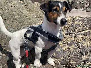 Jack Russell dogs Jack Russell for stud - Advert 2