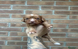 Cocker Spaniel dogs for sale: KC REGISTERED COCKER SPANIELS - Image 10