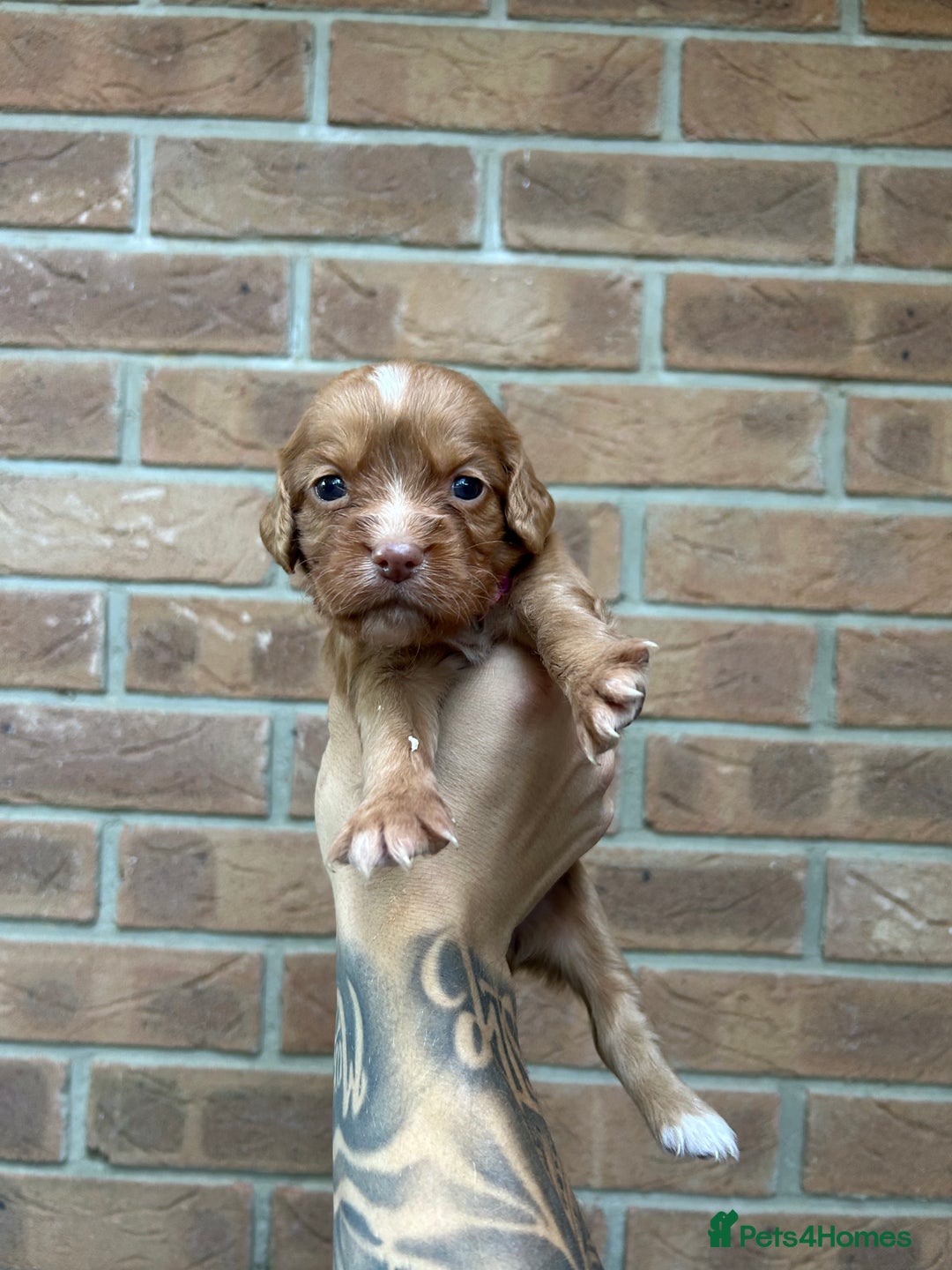 Cocker Spaniel dogs for sale: KC REGISTERED COCKER SPANIELS - Image 10