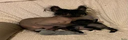 Chinese Crested dogs for sale: 5 Baby Chinese Crested Seeking Their Forever Homes - Advert 3