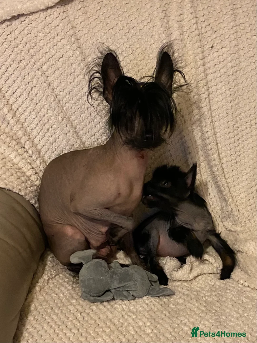 Chinese Crested dogs for sale: 5 Baby Chinese Crested Seeking Their Forever Homes - Advert 3