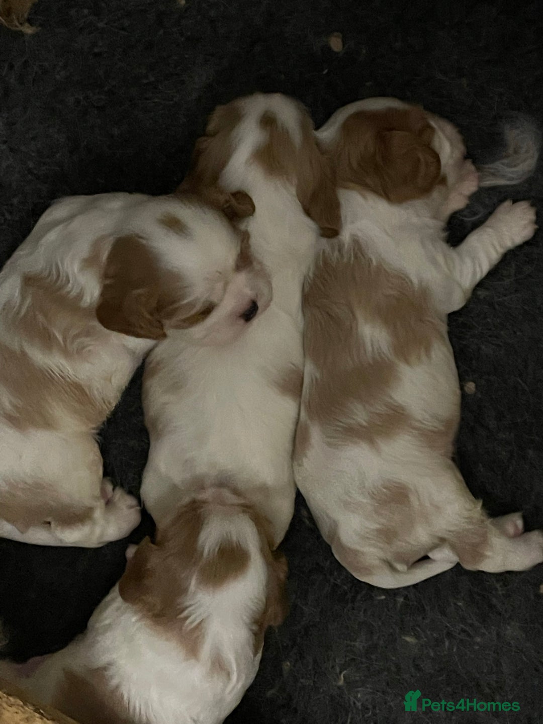 Cavalier King Charles Spaniel dogs for stud: Fully health tested proven Kc reg, multi gen clear in Wrexham - Image 12
