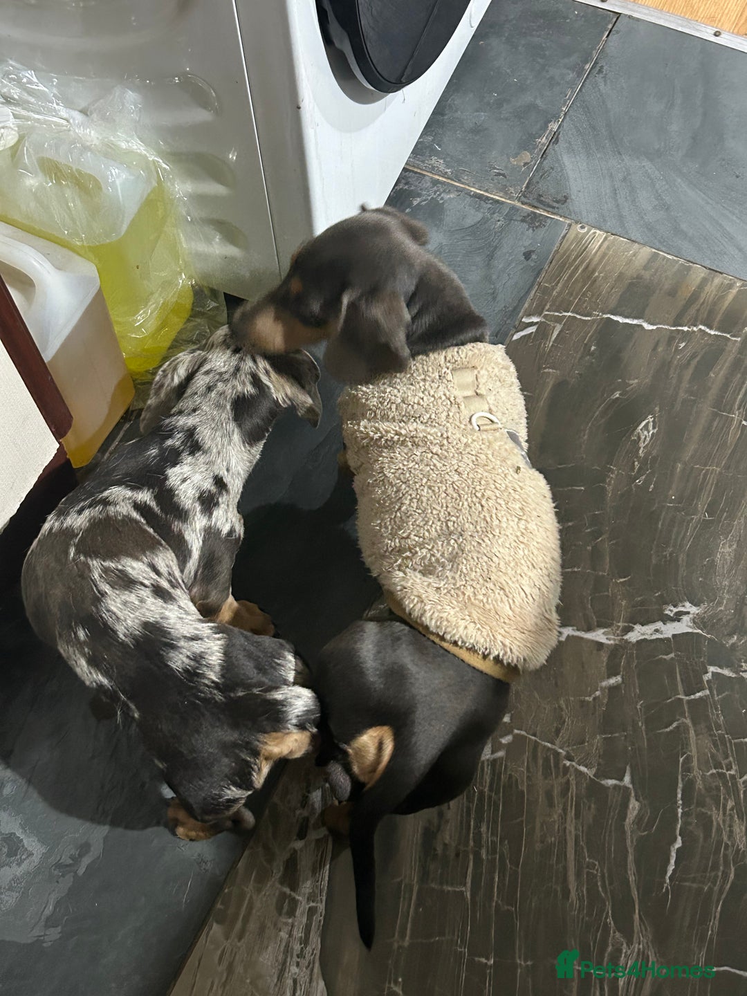Miniature Dachshund dogs for stud: For stud - Advert 1