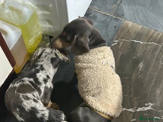 Miniature Dachshund dogs For stud - Advert 17