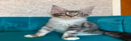 Maine Coon cats for sale: TICA Pedigree Registered Maine Coon Kittens - Advert 7