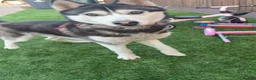 Siberian Husky dogs for sale: Siberian husky girl 14 month old  - Advert 3