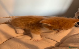 Persian cats for sale: Exotic Persians - Image 12