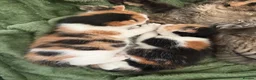 Maine Coon cats for sale: ✨ Stunning Maine Coon X ✨ - Advert 4