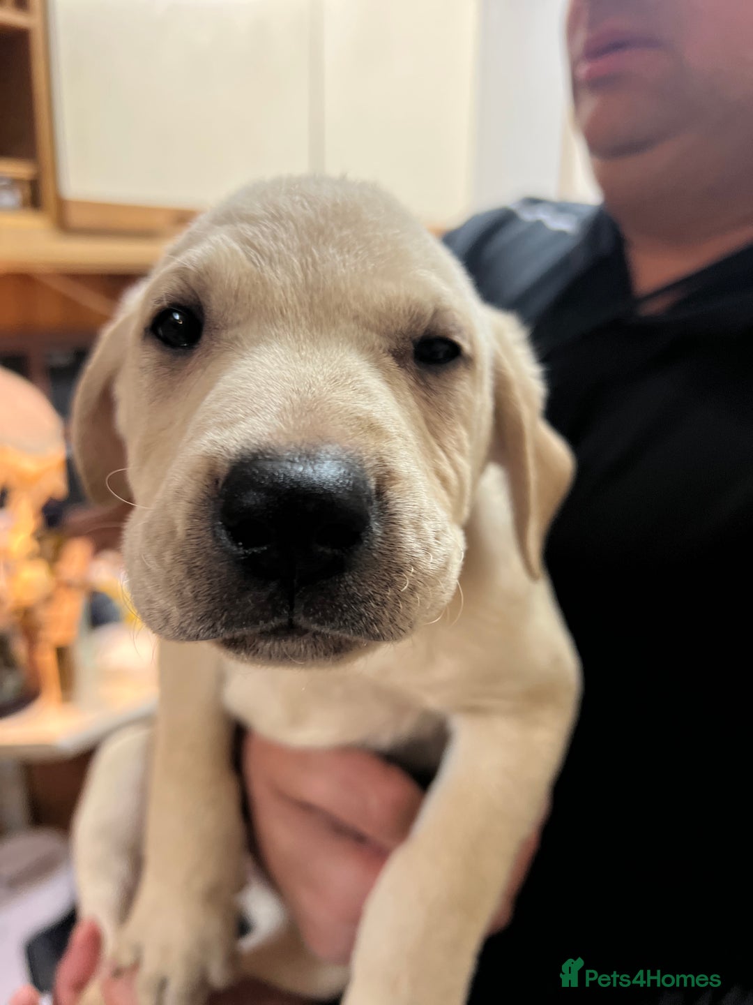 Labrador Retriever dogs for sale: Beautiful Labrador  - Advert 18