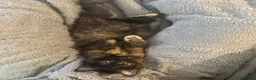 Maine Coon cats for sale: £600 for the pair - Advert 6