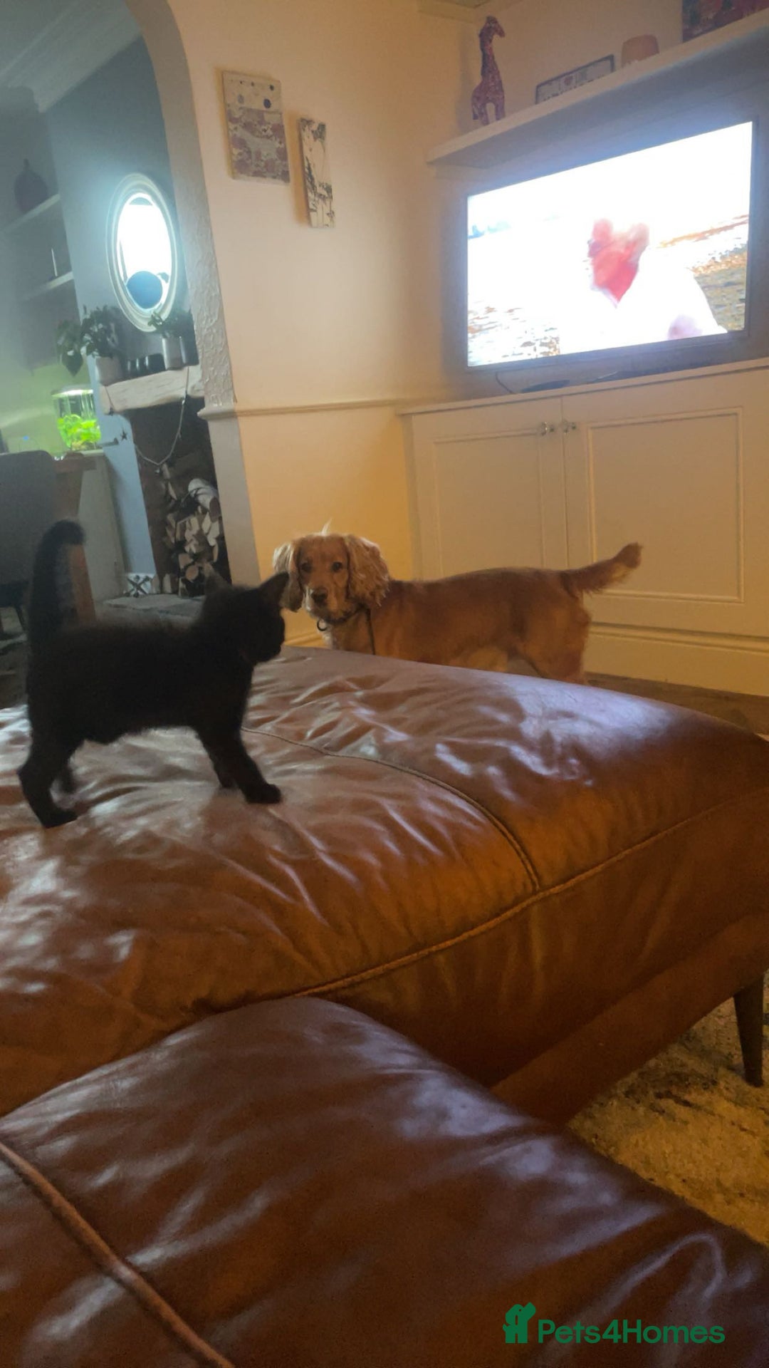 Mixed Breed cats for sale: Beautiful Rag Doll Mix Kitten for re homing  - Image 4