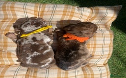 Miniature Dachshund dogs for sale: Stunning miniature type Dachunds  - Image 8