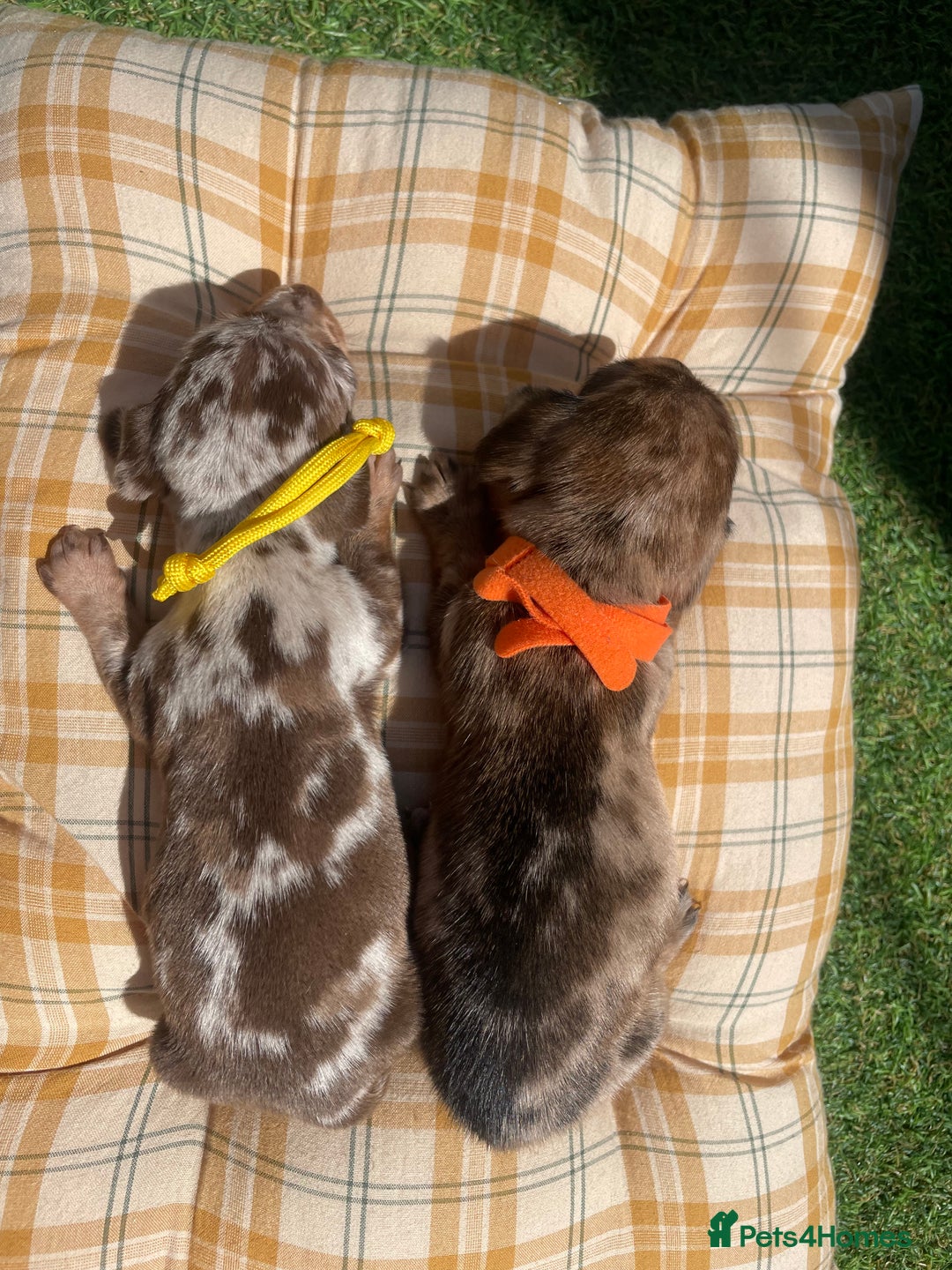 Miniature Dachshund dogs for sale: Stunning miniature type Dachunds  - Image 8