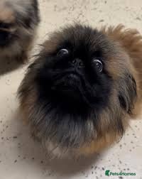 Pekingese dogs Smartie - Advert 2