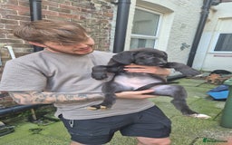 Mixed Breed dogs for sale: Dogue de Bordeaux x borador - Image 5