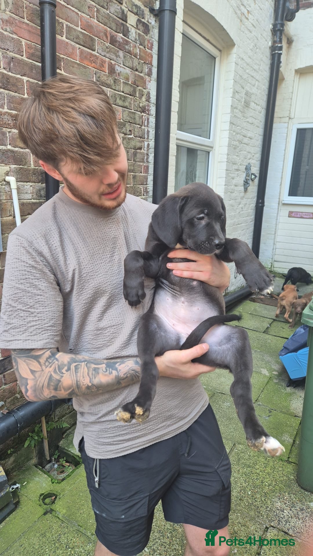 Mixed Breed dogs for sale: Dogue de Bordeaux x borador - Image 5