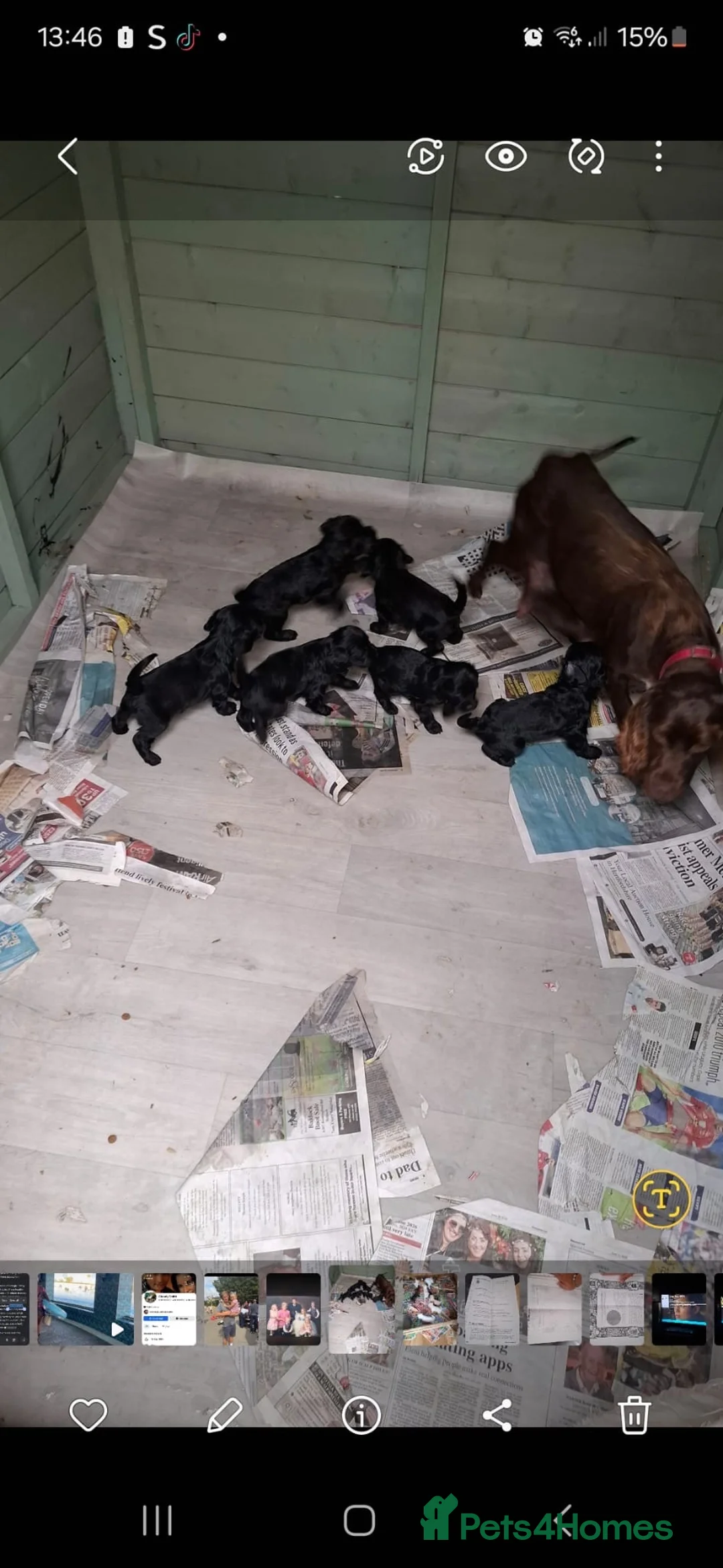 Cockapoo dogs for sale: Cockapoo puppies for sale  - Advert 8
