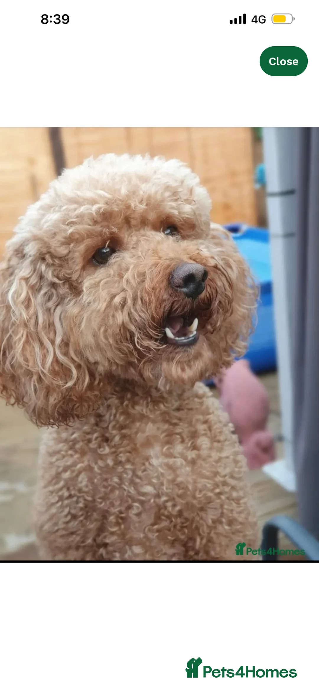 Cavapoo dogs for sale: 🐾 Beautiful F1b Cavapoo Puppies 🐾 in Bognor Regis - Advert 8