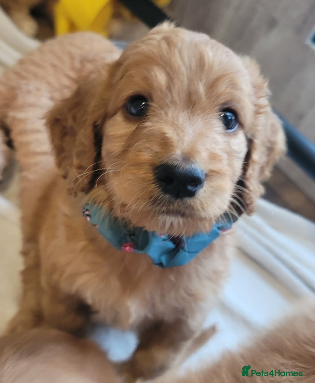 Cockapoo dogs for sale: Adorable Cockerpoo Puppies - Image 17