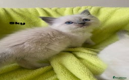 Ragdoll cats for sale: Pure breed ragdolls . Ready to leave SOON  - Image 24