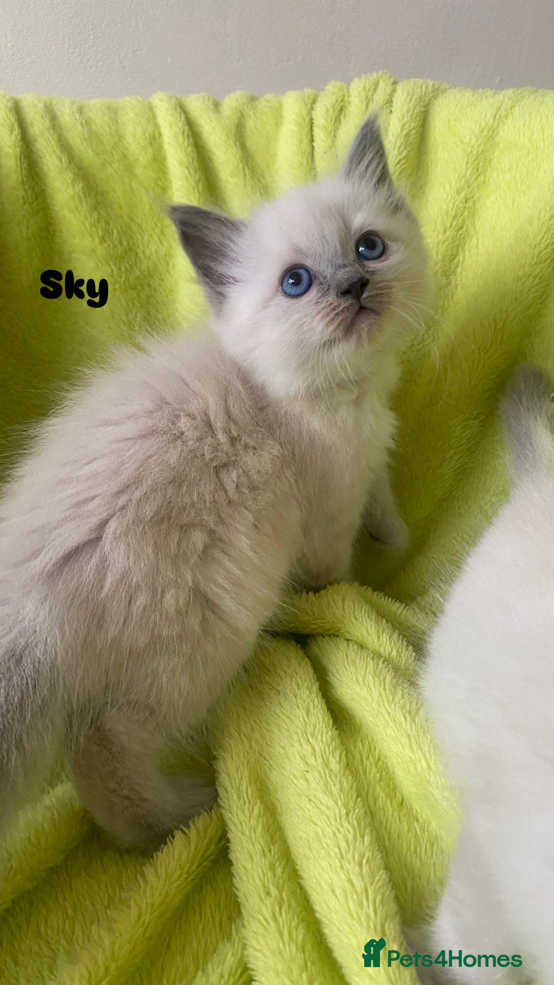 Ragdoll cats for sale: Pure breed ragdolls . Ready to leave SOON  - Image 24