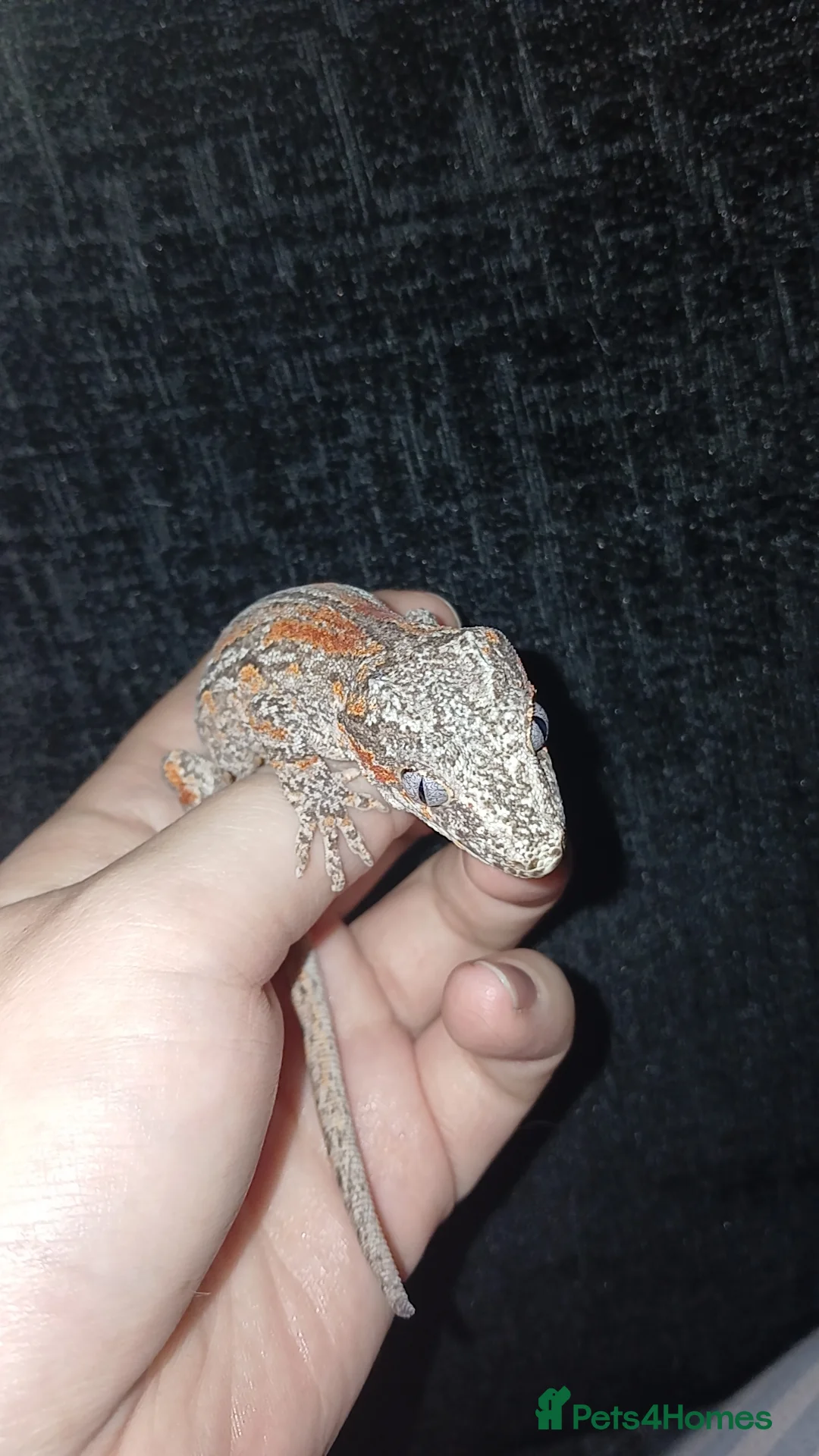 Gecko reptiles for sale: Juvenile male(likely)gargoyle gecko open to offers - Advert 4